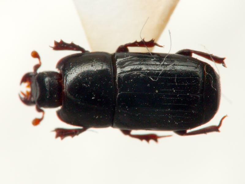 Cylister elongatus (Thunberg, 1787)